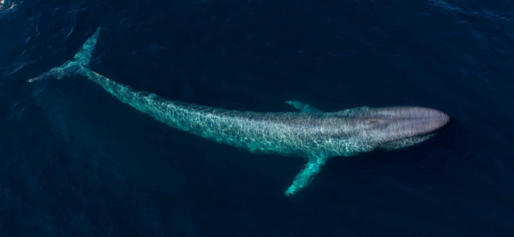 6. Blue Whales in a Line (3 Whales = 300 Feet