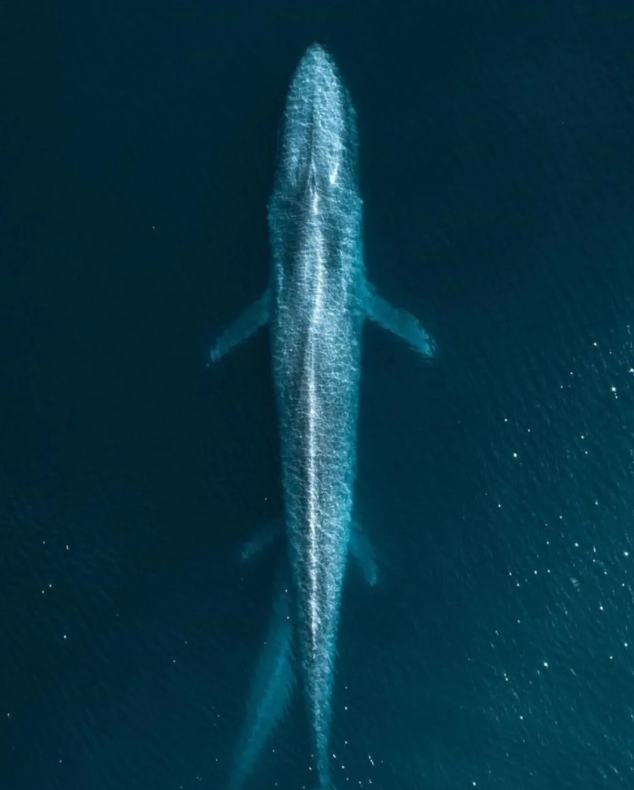 Blue Whale